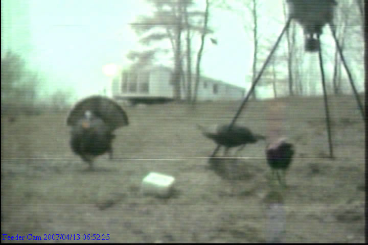 Tom Turkey
