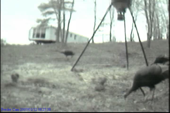 Tom Turkey
